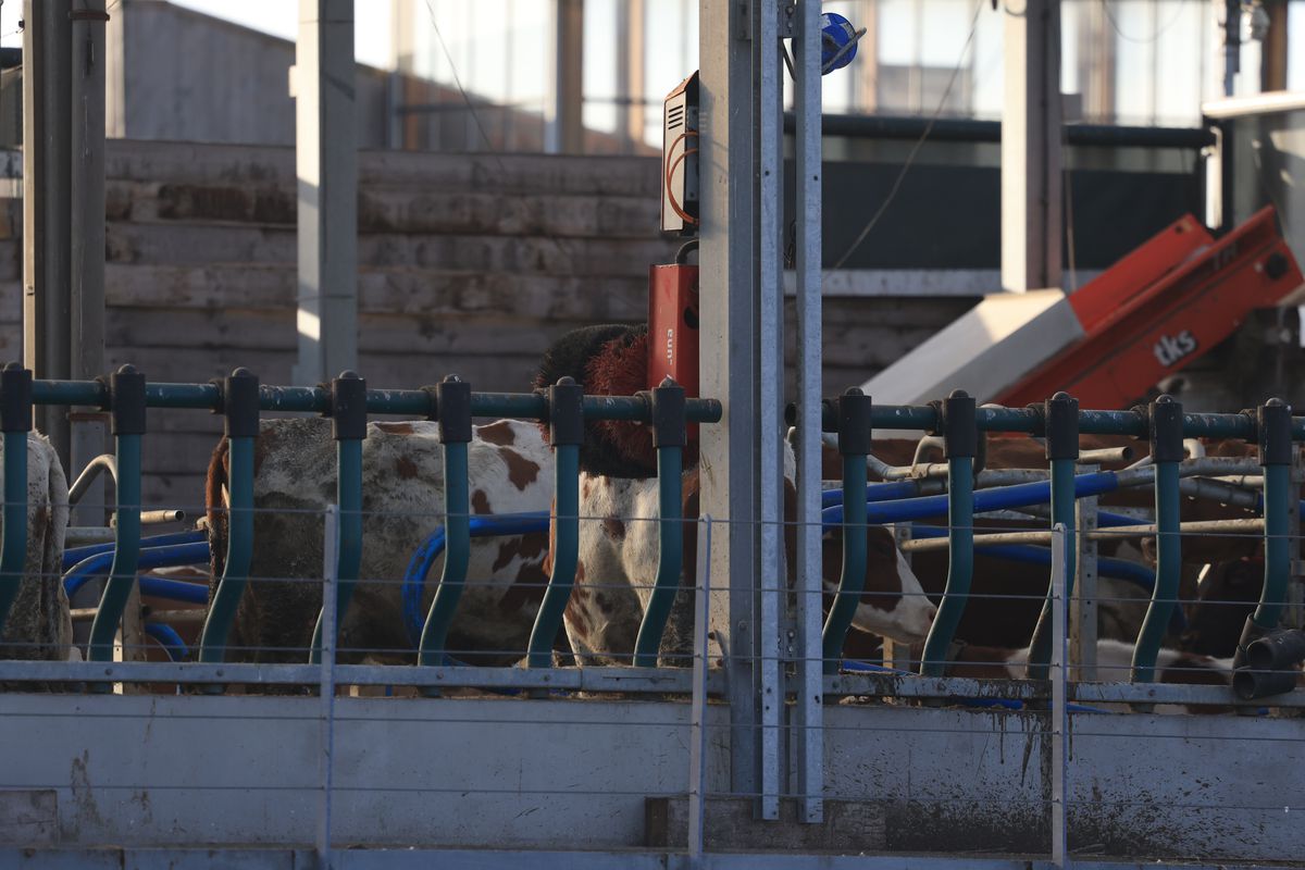 Imagini din Rotterdam