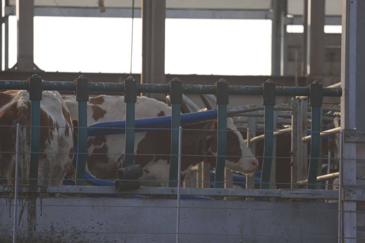 Imagini din Rotterdam