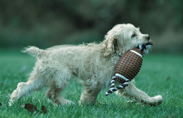 Patrupezi pe teren: Când animalele devin eroii neoficiali ai sportului
