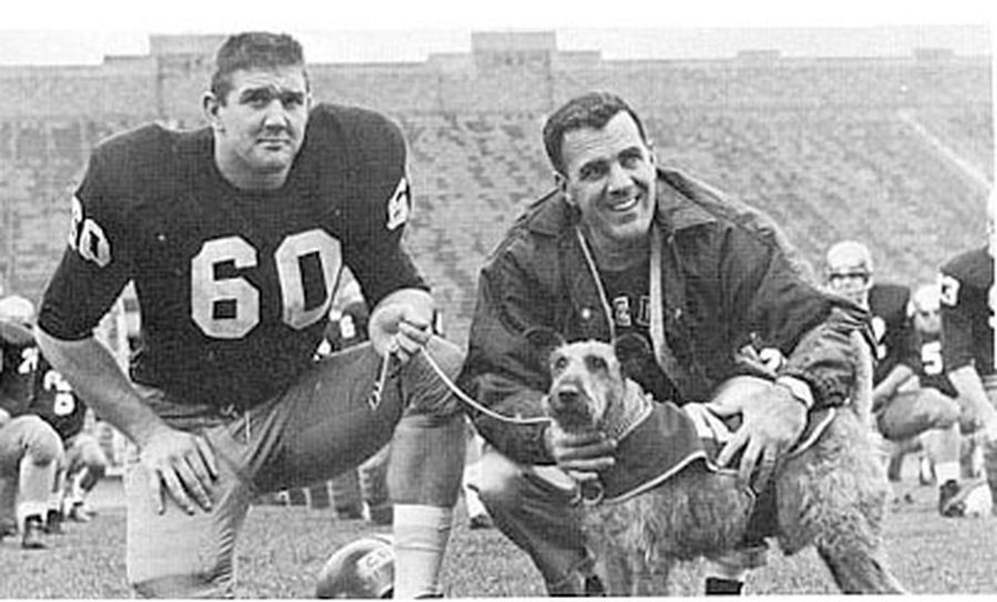 Patrupezi pe teren: Când animalele devin eroii neoficiali ai sportului