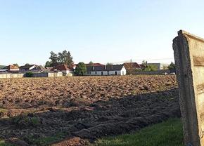 Stadionul pe care Gigi Becali juca fotbal în campania electorală a fost arat pentru a se cultiva porumb