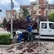 Dezastru în Mioveni, după furtună/ foto: Facebook @Aurel Costache
