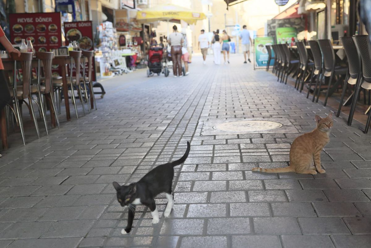 Nicosia - orașul împărțit în două