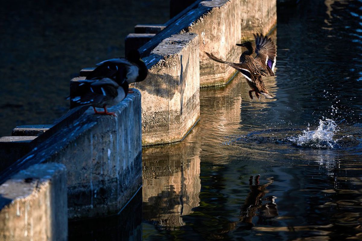 Gigi Becali se implică în disputa Klaus Iohannis - Marcel Vela și spune că nu va sta departe de biserică: „Nu poate să mă oprească nimeni”