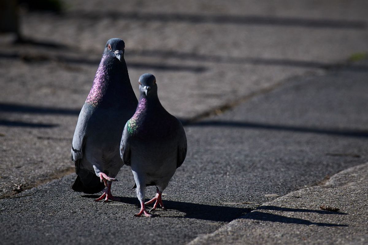 COVID-19. Data OFICIALĂ anunțată de LPF pentru reluarea Ligii 1: 5 iunie, fără spectatori!