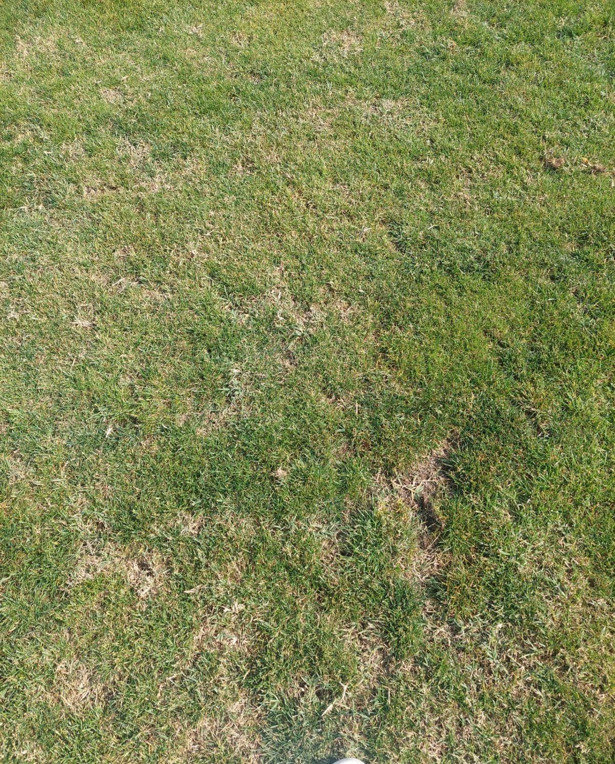 Cum arată gazonul de pe stadionul Dinamo