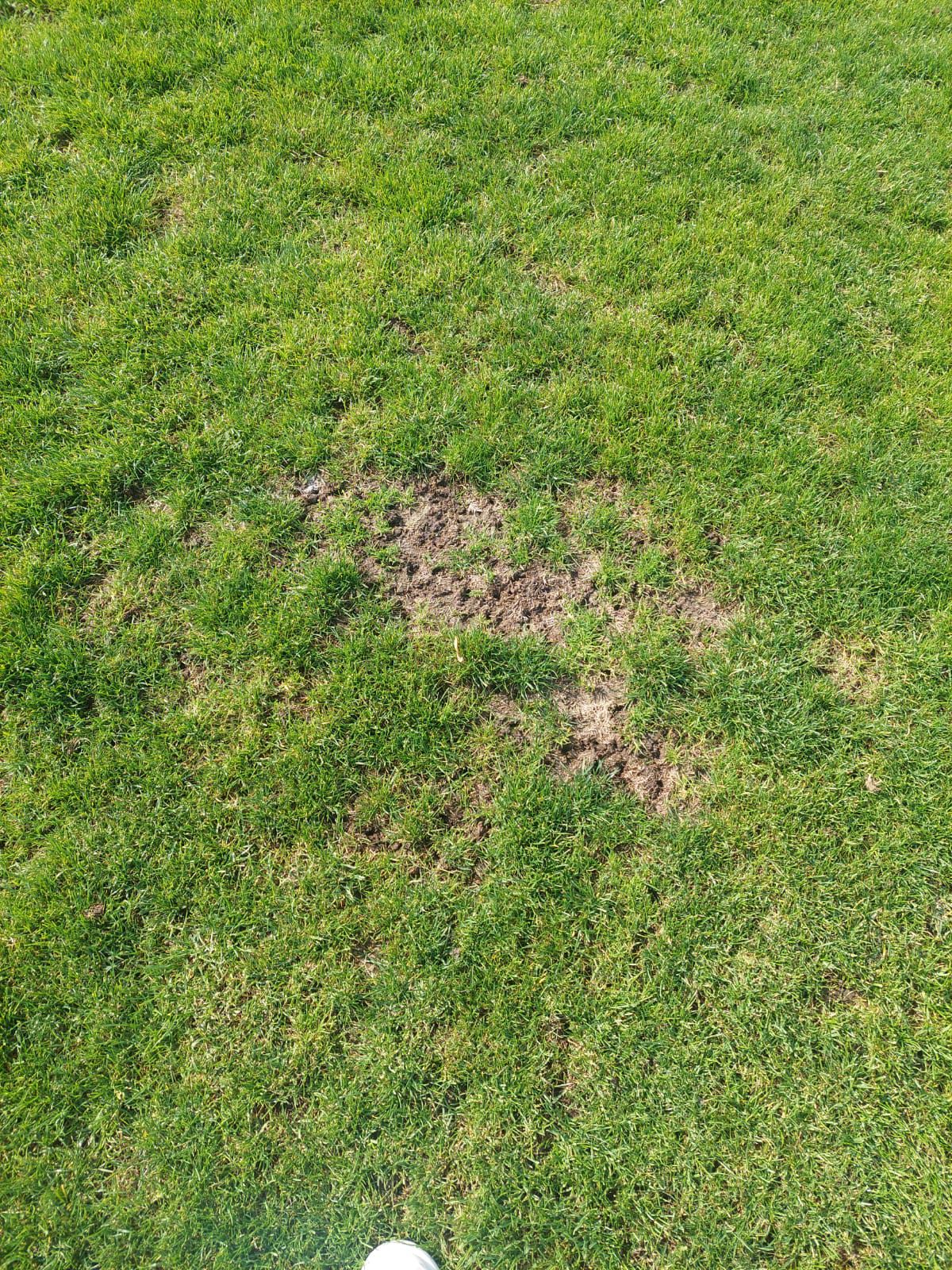 Șefii lui Dinamo au luat în calcul revenirea în „Ștefan cel Mare” » Ce i-a șocat pe „câini”