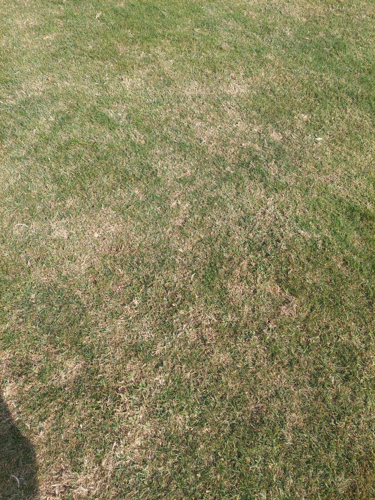 Șefii lui Dinamo au luat în calcul revenirea în „Ștefan cel Mare” » Ce i-a șocat pe „câini”