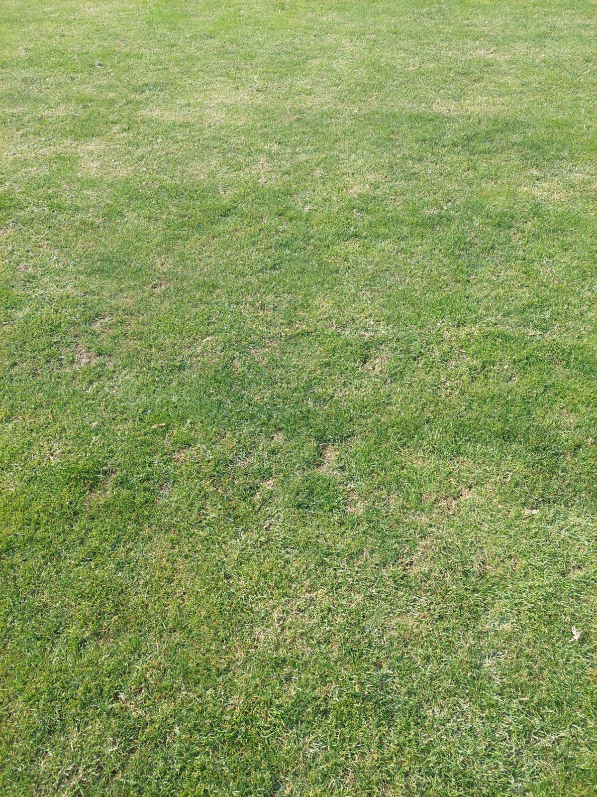 Cum arată gazonul de pe stadionul Dinamo