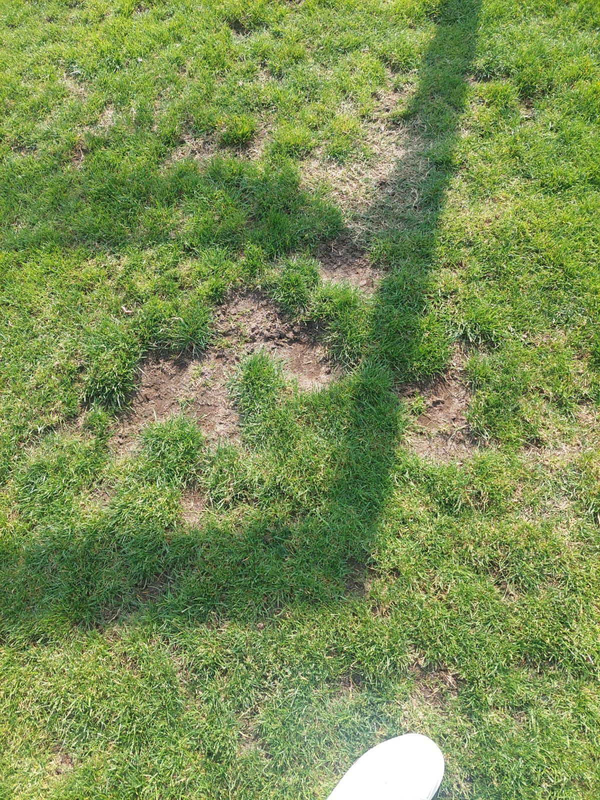 Cum arată gazonul de pe stadionul Dinamo