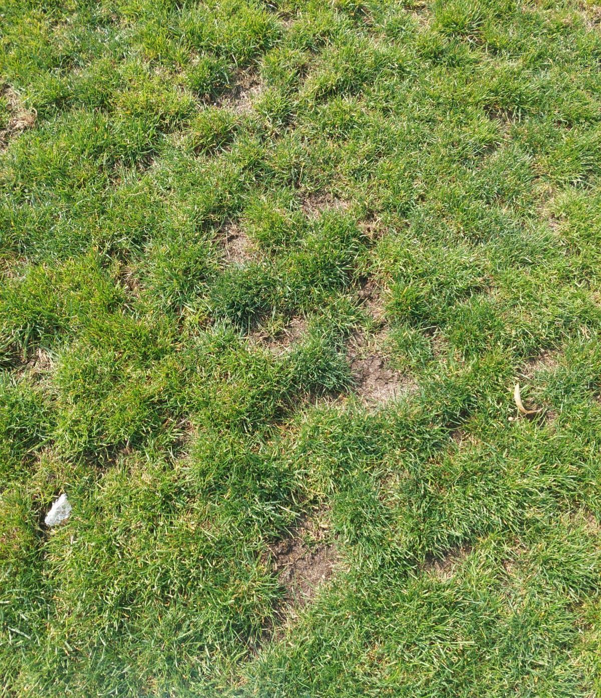 Cum arată gazonul de pe stadionul Dinamo