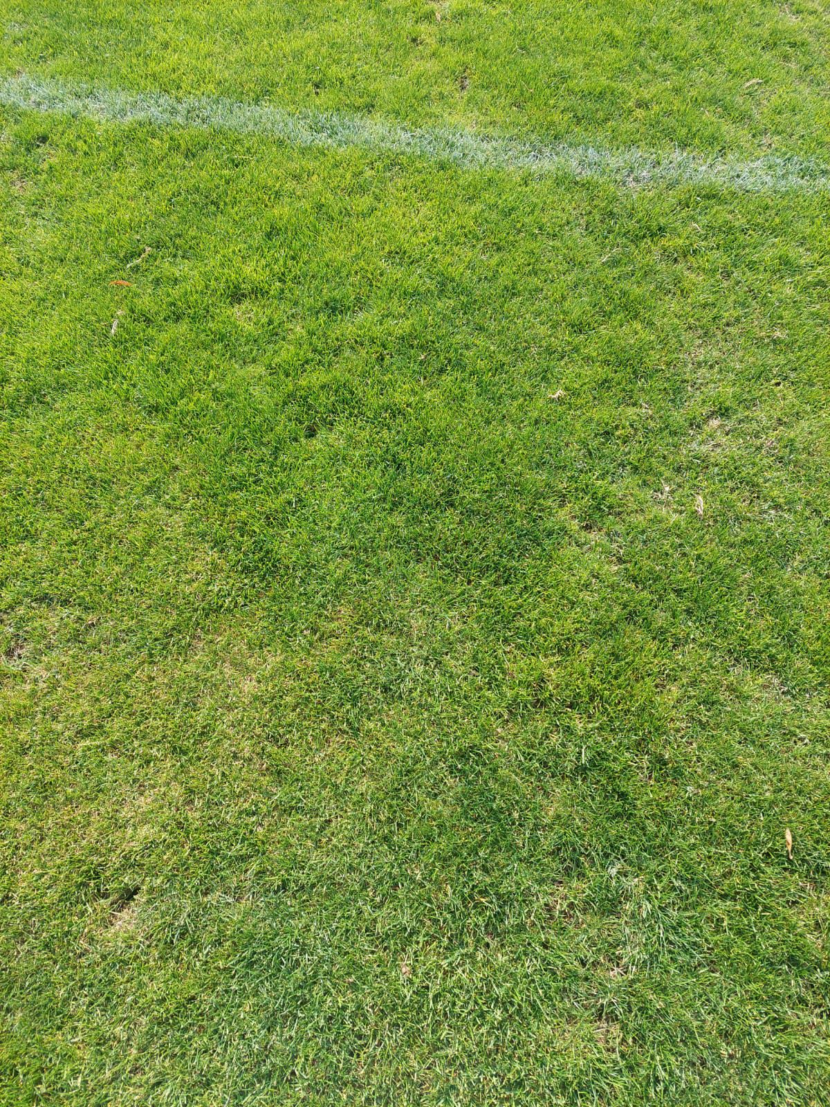 Cum arată gazonul de pe stadionul Dinamo