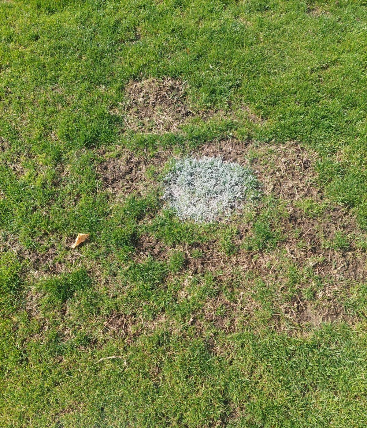 Cum arată gazonul de pe stadionul Dinamo