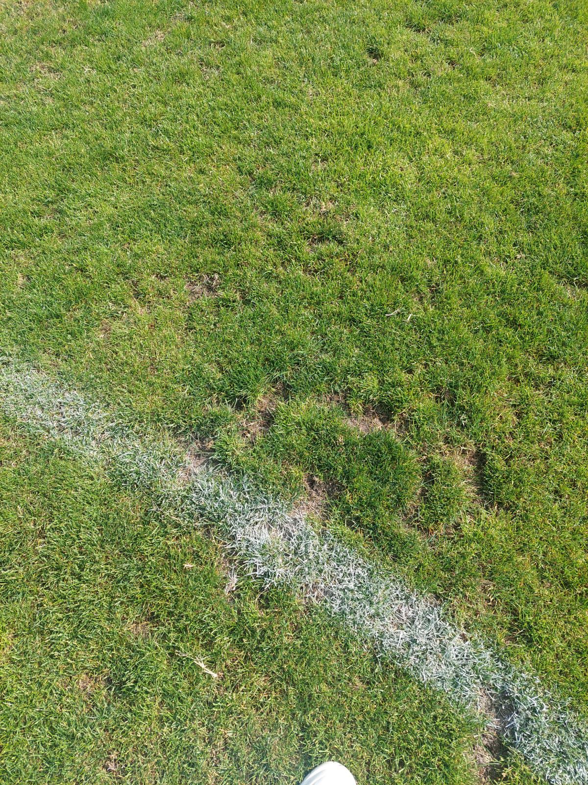 Cum arată gazonul de pe stadionul Dinamo