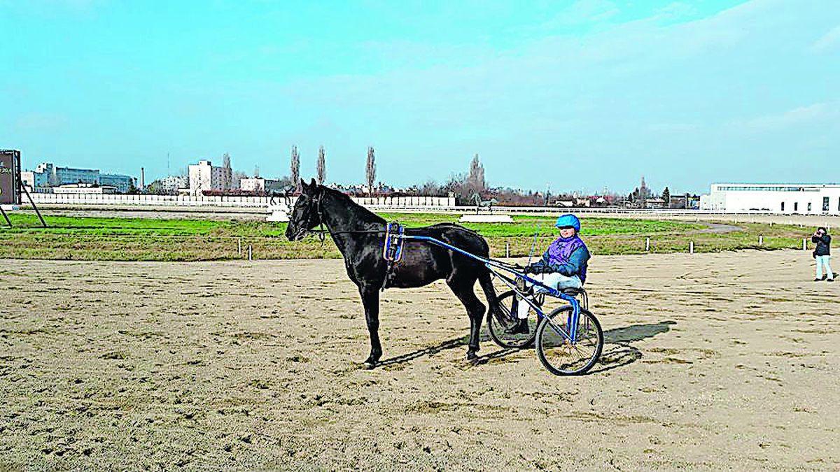 Incredibil unde s-a ajuns: și caii se dopează! Secretele murdare ale curselor de trap + fenomenul dopingului pe hipodromul de la Ploiești