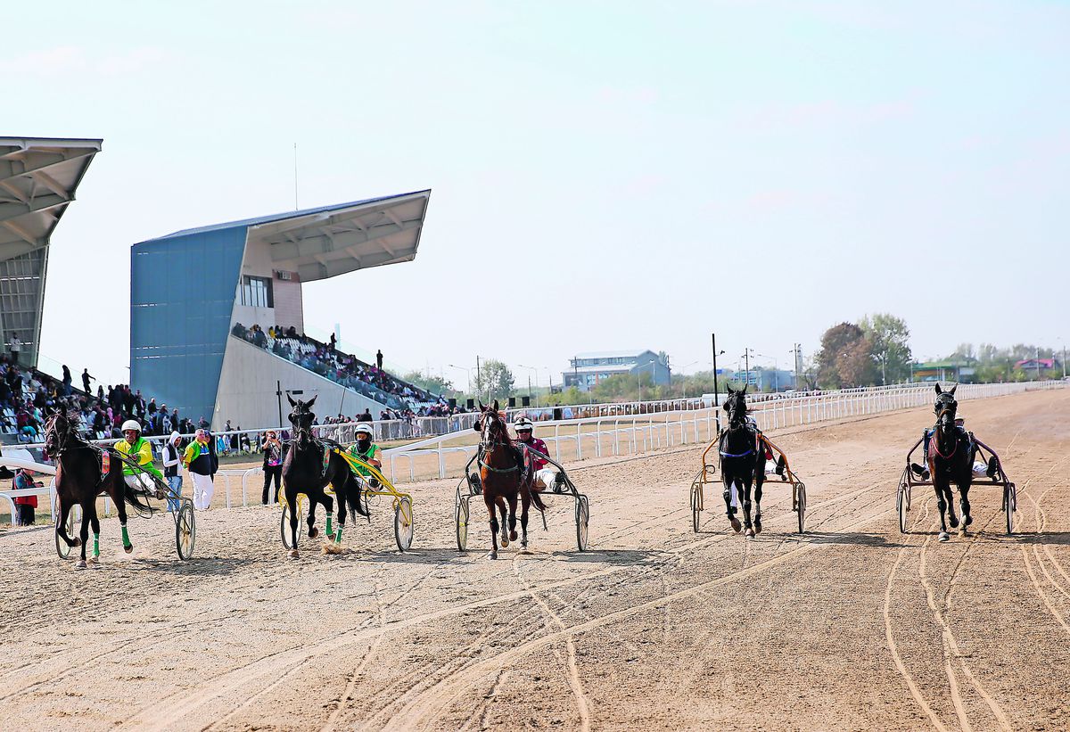 Incredibil unde s-a ajuns: și caii se dopează! Secretele murdare ale curselor de trap + fenomenul dopingului pe hipodromul de la Ploiești