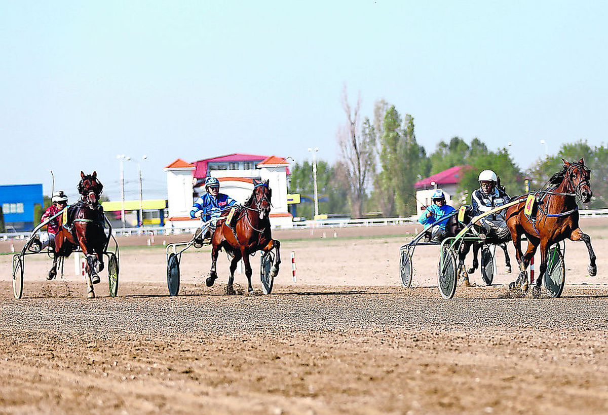 Incredibil unde s-a ajuns: și caii se dopează! Secretele murdare ale curselor de trap + fenomenul dopingului pe hipodromul de la Ploiești