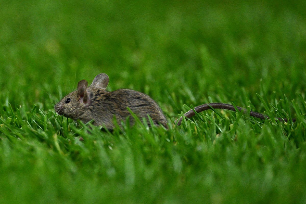 „Old Trafford” în prezent