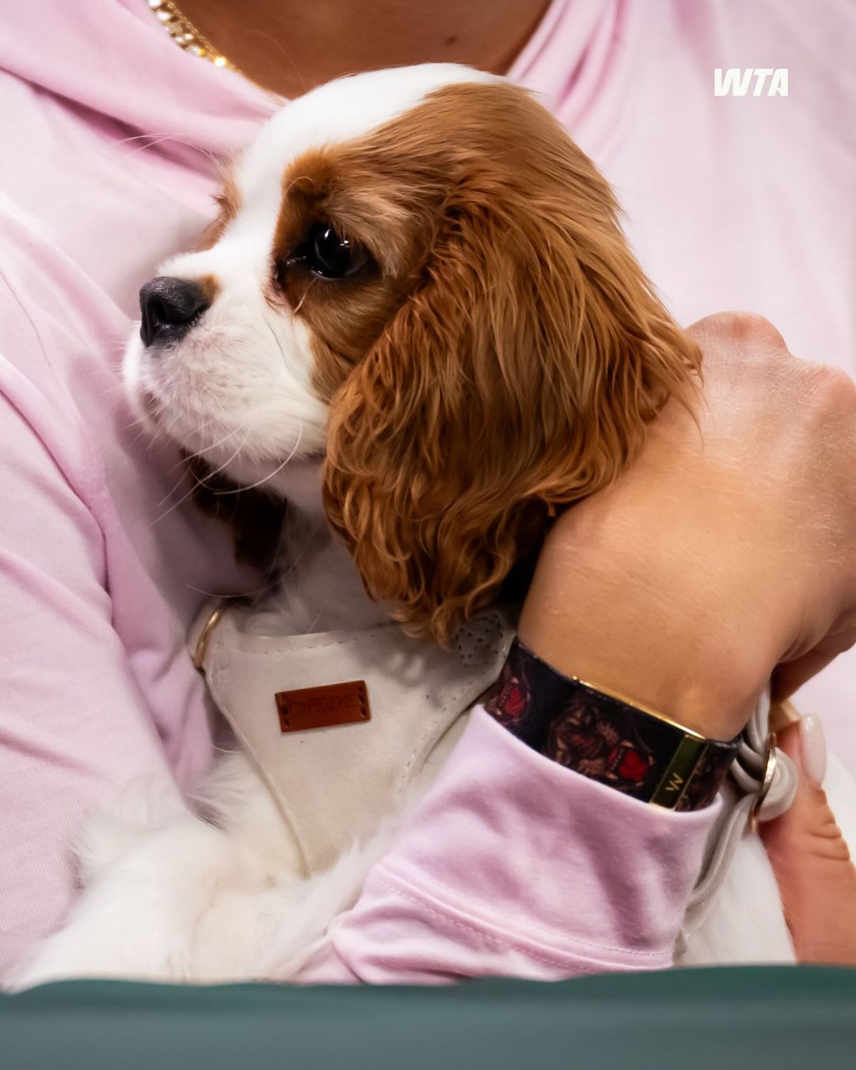 Aryna Sabalenka și-a numit noul câine după un legendar tenismen american: „Când îmi vine să izbucnesc, îl mângâi”