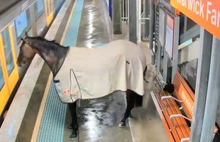 Un cal de curse a vrut să se plimbe cu trenul! Animalul a fost recuperat de pe peronul unei gări din Australia