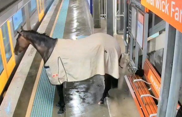 Un cal de curse a vrut să se plimbe cu trenul! Animalul a fost recuperat de pe peronul unei gări din Australia
