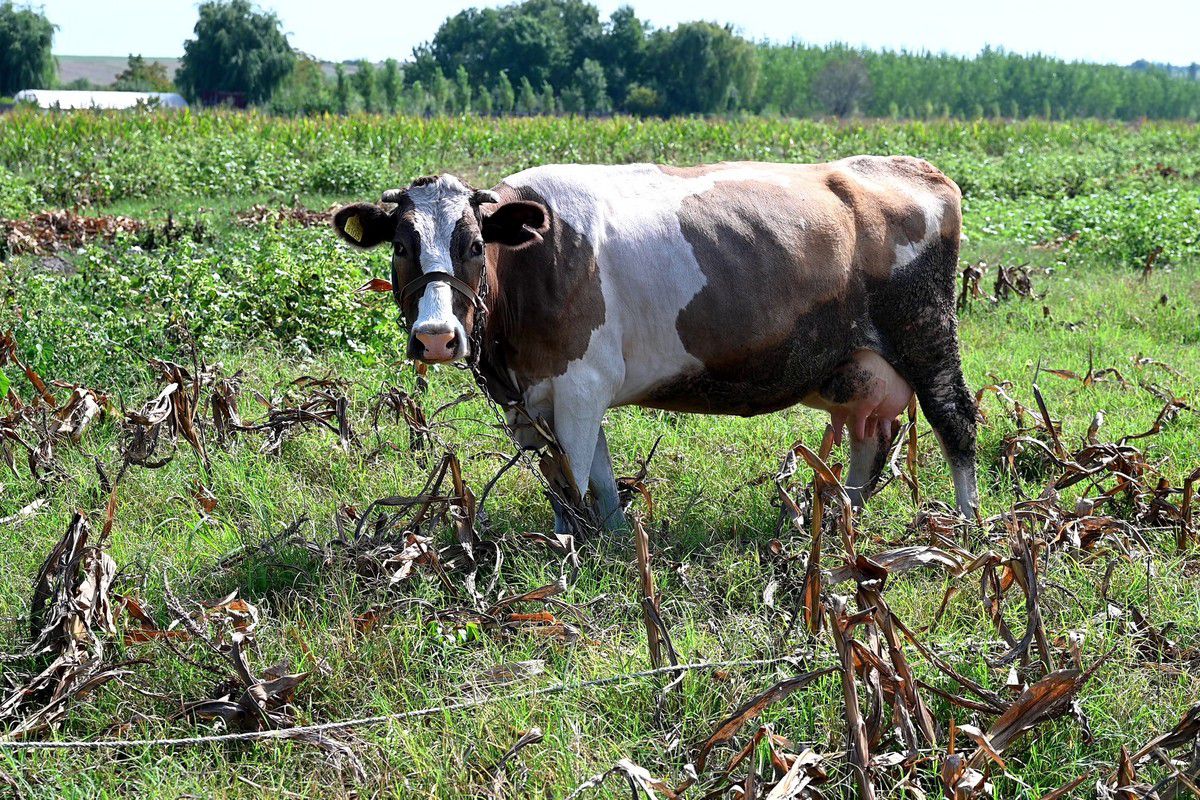 Liga 4. Orbeasca-Botoroaga