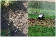 Imagini de-a dreptul șocante » Viermii și ciorile au adus gazonul care va găzdui Belarus - România într-o stare deplorabilă