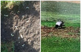 Imagini de-a dreptul șocante » Viermii și ciorile au adus gazonul care va găzdui Belarus - România într-o stare deplorabilă