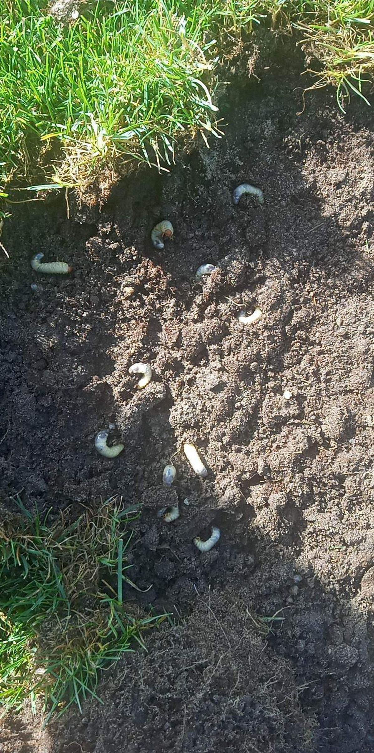 Cum explică maghiarii imaginile șocante cu gazonul dinainte de Belarus - România: „Am plasat și sperietori de ciori!”