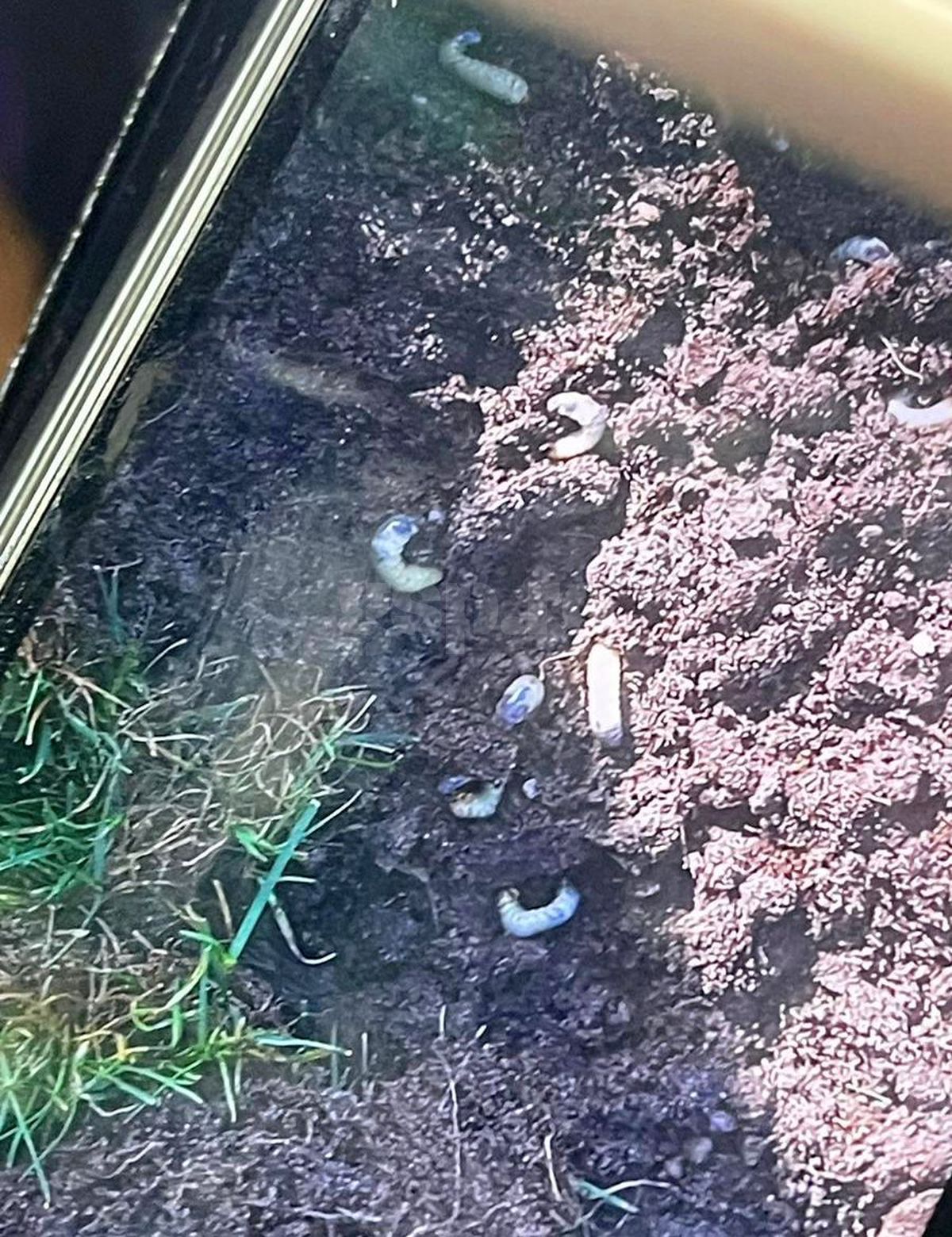 Câți oameni vor vedea live Belarus - România: „Este lista trimisă”