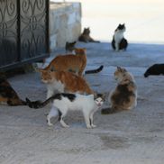 Mănăstirea pisicilor din Akrotiri FOTO: Ionuț Iordache (GSP)