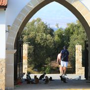 Mănăstirea pisicilor din Akrotiri FOTO: Ionuț Iordache (GSP)