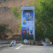 Mănăstirea pisicilor din Akrotiri FOTO: Ionuț Iordache (GSP)