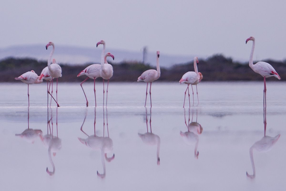 Lacul sărat din Larnaca