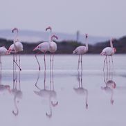 Flamingo la lacul sărat din Larnaca FOTO: Ionuț Iordache (GSP)