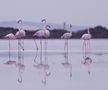 Flamingo la lacul sărat din Larnaca FOTO: Ionuț Iordache (GSP)