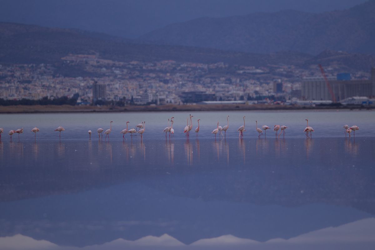 Lacul sărat din Larnaca