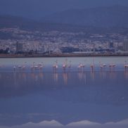 Flamingo la lacul sărat din Larnaca FOTO: Ionuț Iordache (GSP)