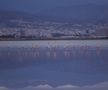 Flamingo la lacul sărat din Larnaca FOTO: Ionuț Iordache (GSP)