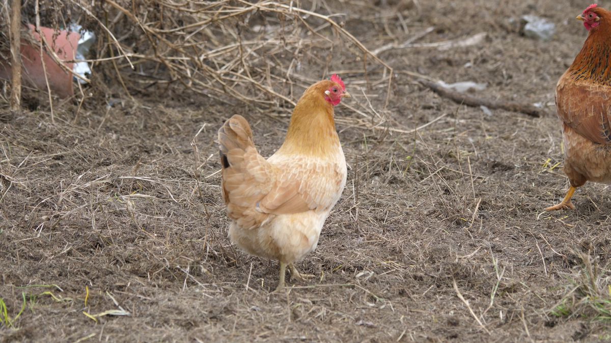 Familia lui Valentin Mihăilă are o echipă în liga a cincea din Dâmbovița » Buffon cu muștar și grataragiul Nelu: „De aici nu pleacă nimeni nepăcălit!”