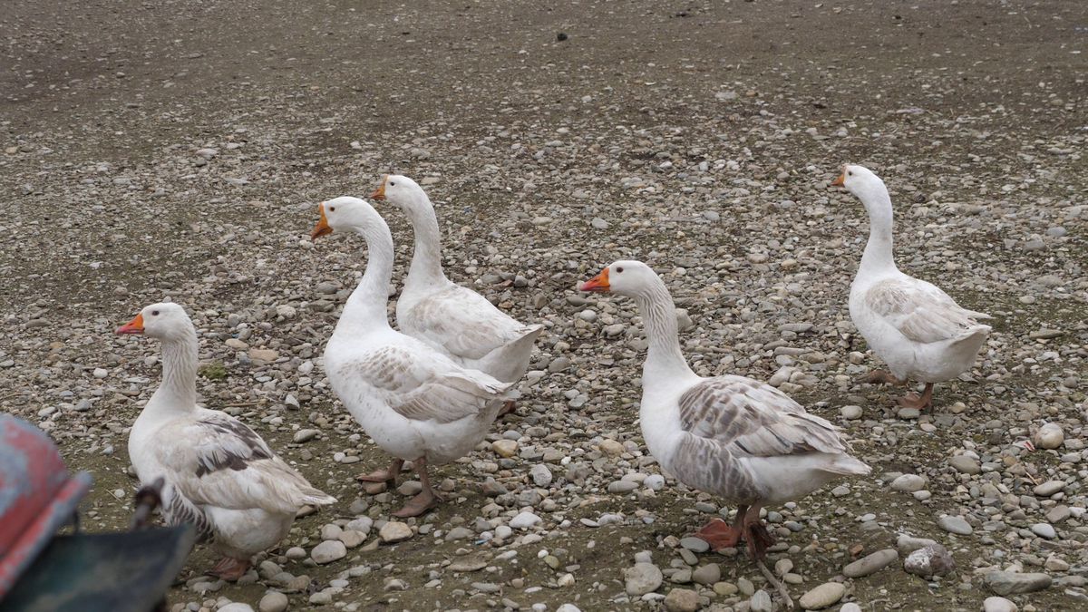 Familia lui Valentin Mihăilă are o echipă în liga a cincea din Dâmbovița » Buffon cu muștar și grataragiul Nelu: „De aici nu pleacă nimeni nepăcălit!”