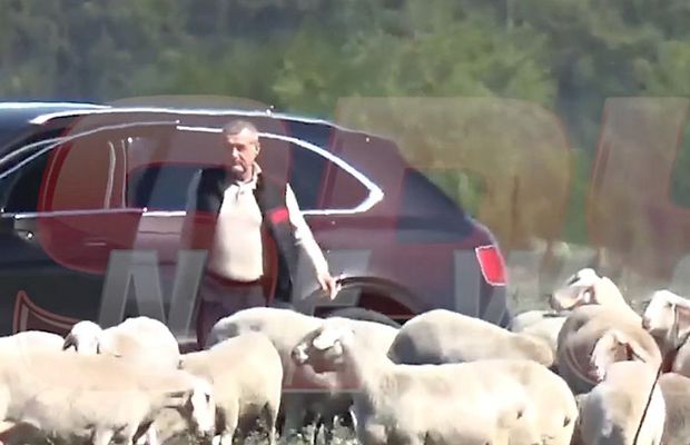 Imagini inedite surprinse de tabloide: Gigi Becali, cu limuzina de 200.000 de euro pe câmp, în inspecție la oi