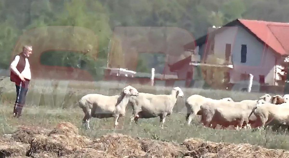 Imagini inedite surprinse de tabloide: Gigi Becali, cu limuzina de 200.000 de euro pe câmp, în inspecție la oi