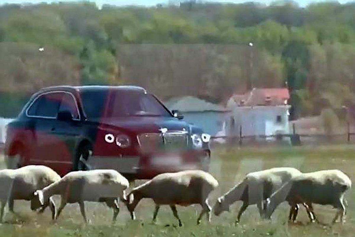 Imagini inedite surprinse de tabloide: Gigi Becali, cu limuzina de 200.000 de euro pe câmp, în inspecție la oi