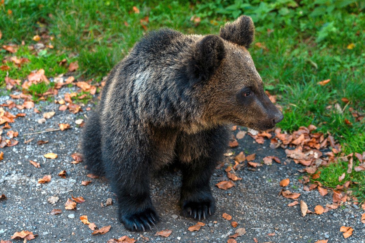 Problema urșilor, pe ordinea de zi în România » Imagini surprinse pe teritoriul țării noastre