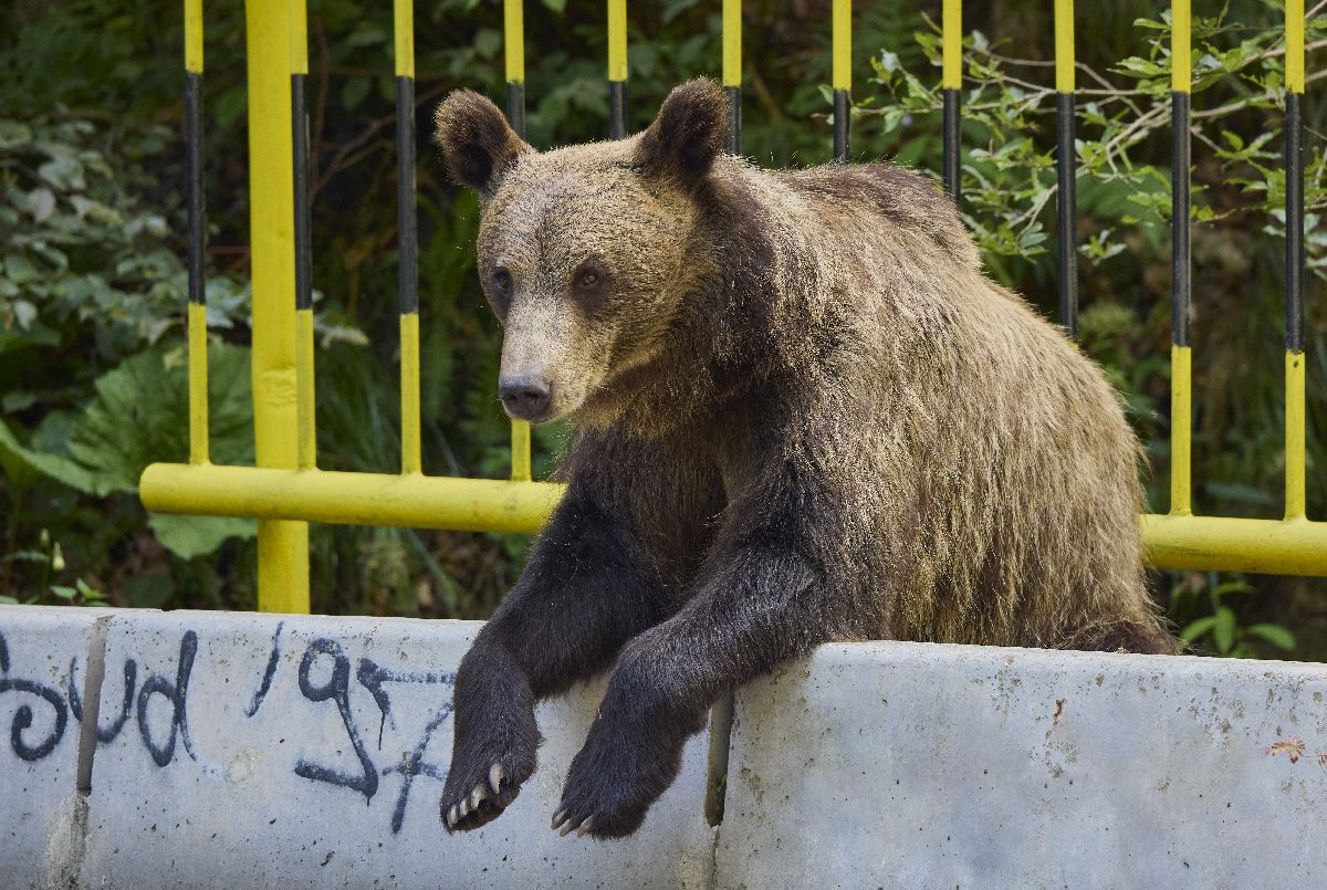 Problema urșilor, pe ordinea de zi în România » Imagini surprinse pe teritoriul țării noastre