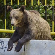 Problema urșilor a devenit una de interes public în România / Sursă foto: Imago Images