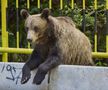 Problema urșilor a devenit una de interes public în România / Sursă foto: Imago Images