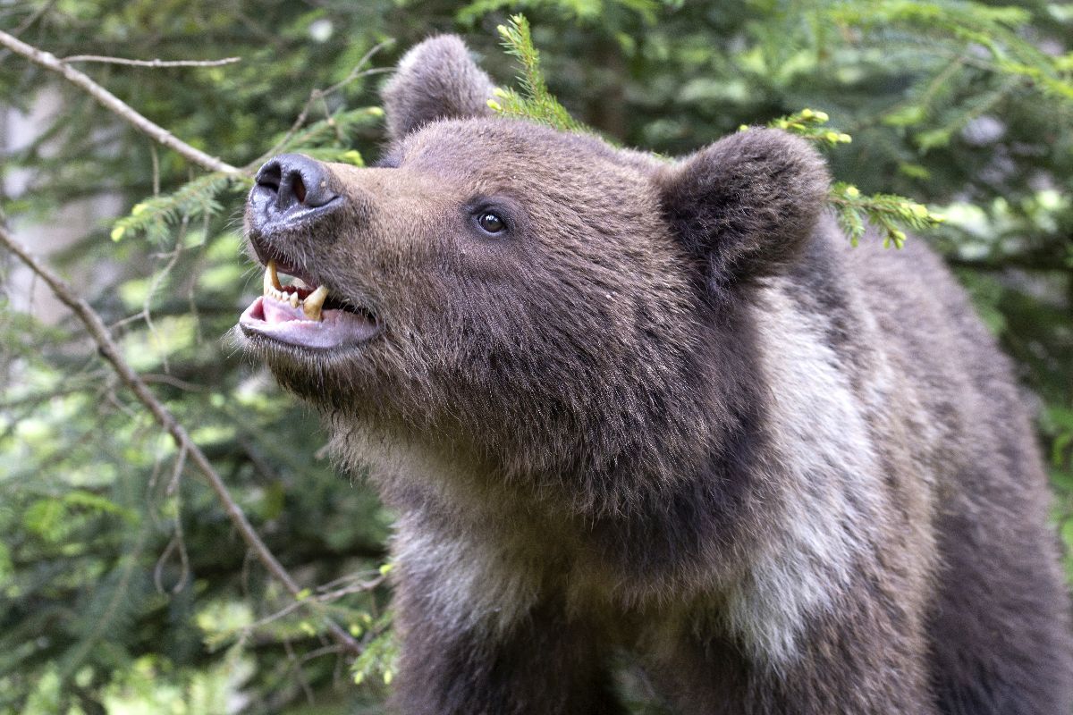Pericolul de pe Transfăgărășan e ignorat de șoferi » GSP publică apelul unui expert în cazul motociclistului ucis de urs: „Oamenii fac un lucru profund dăunător” + „Nu există voință politică!”
