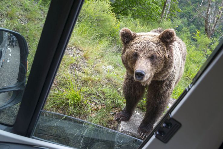 Problema urșilor a devenit una de interes public în România / Sursă foto: Imago Images